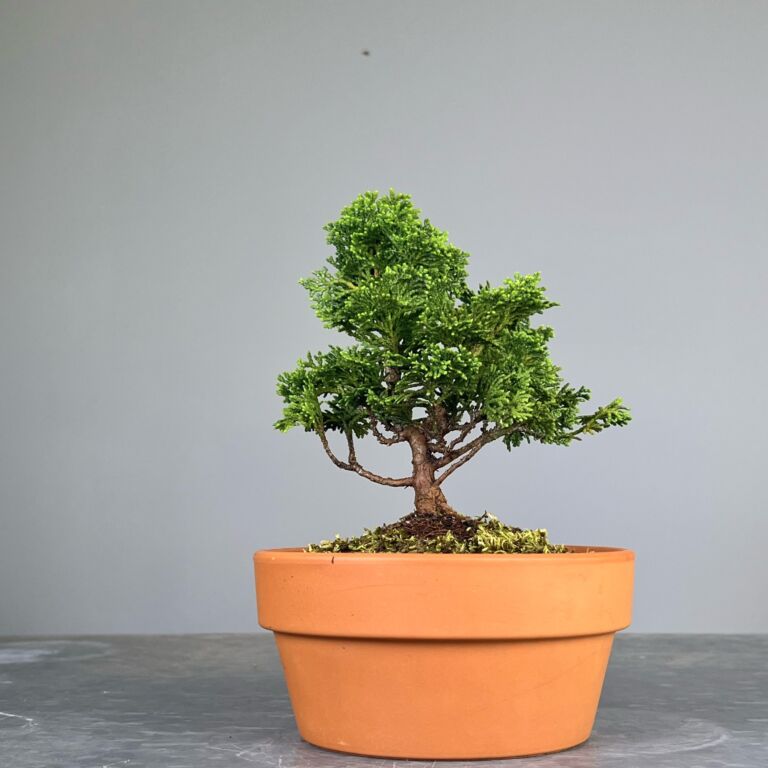 Pré-Bonsai de Hinoki, folha curta em forma de leque, tronco e ramificação bem definidos