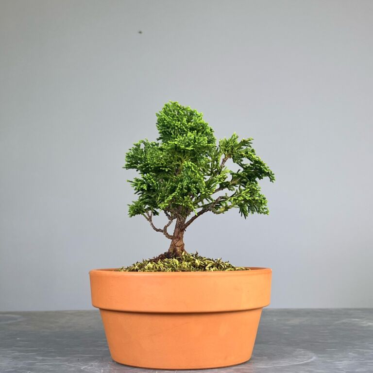 Pré-Bonsai de Hinoki, folha curta em forma de leque, tronco e ramificação bem definidos