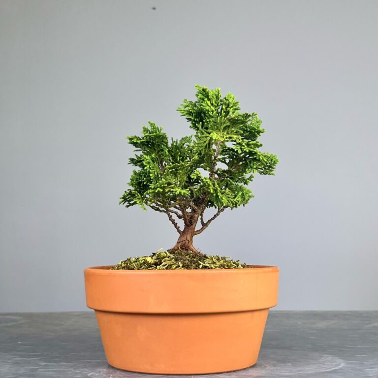 Hinoki Cypress Pré-Bonsai de qualidade, folhagem em forma de leque, tronco e ramificação bem definidos