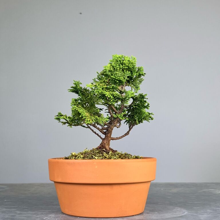 Hinoki Cypress Pré-Bonsai de qualidade, folhagem em forma de leque, tronco e ramificação bem definidos