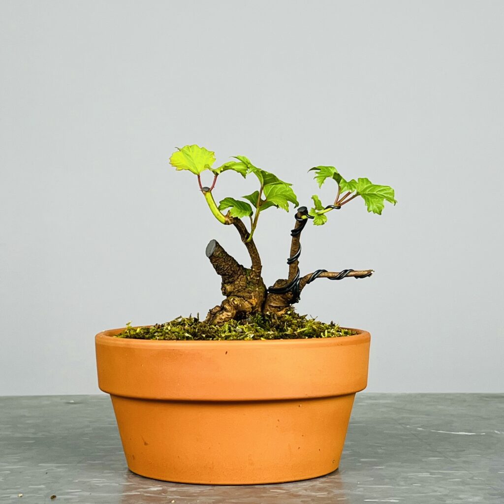 Pré-Bonsai de Viburnum, espécie caduca, folha tridente, tonalidades outonais e flores brancas na primavera. Este exemplar apresenta um tronco com caráter e está pronto para se desenvolver num shohin de qualidade. Plantado num vaso de treino