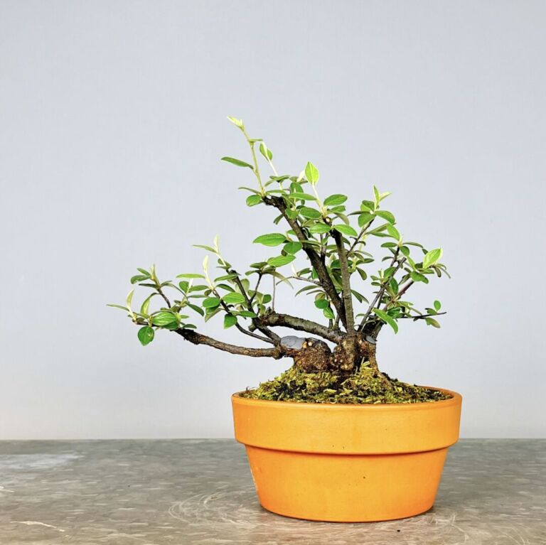 Pré-Bonsai Cotoneaster Franchetti com flores rosa claro e bagas vermelhas