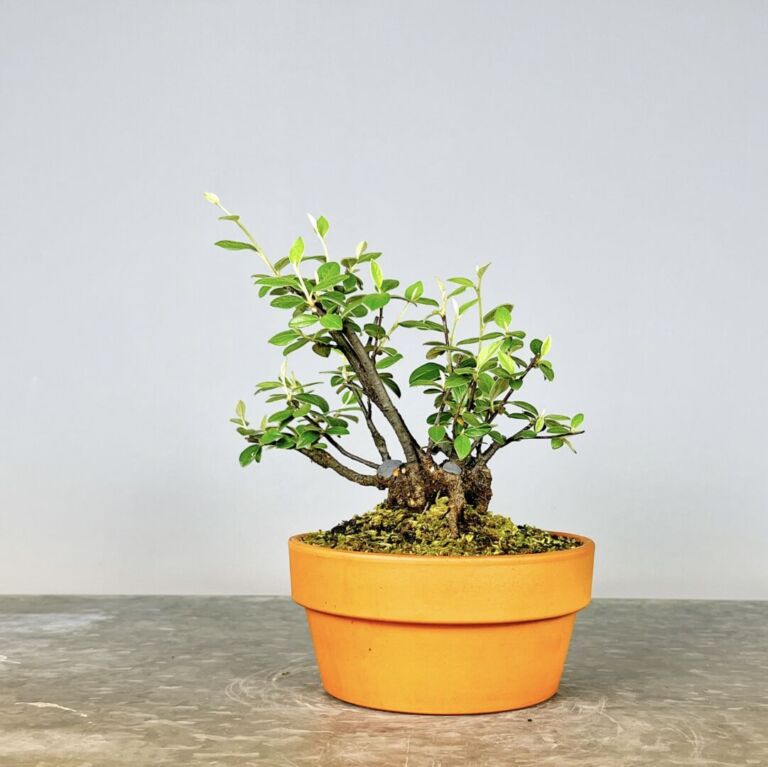 Pré-Bonsai Cotoneaster Franchetti com flores rosa claro e bagas vermelhas