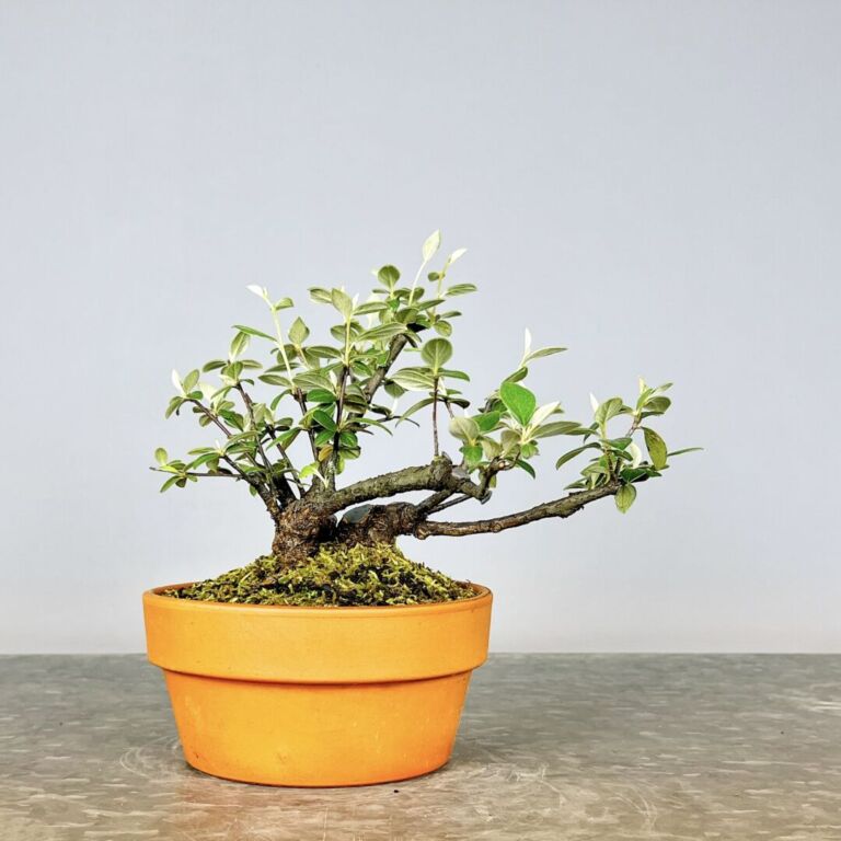 Pré-Bonsai Cotoneaster Franchetti com flores rosa claro e bagas vermelhas