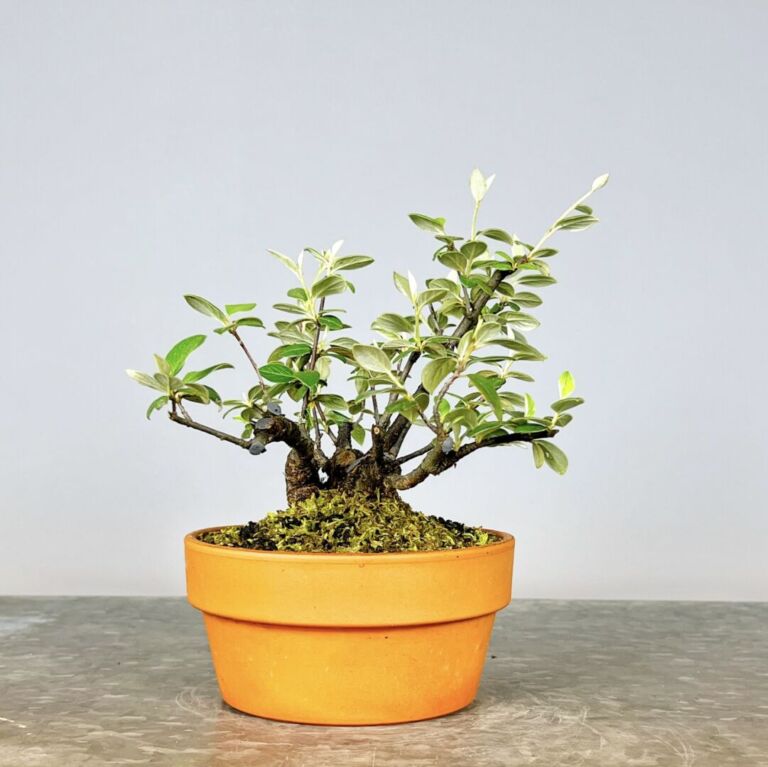 Pré-Bonsai Cotoneaster Franchetti com flores rosa claro e bagas vermelhas