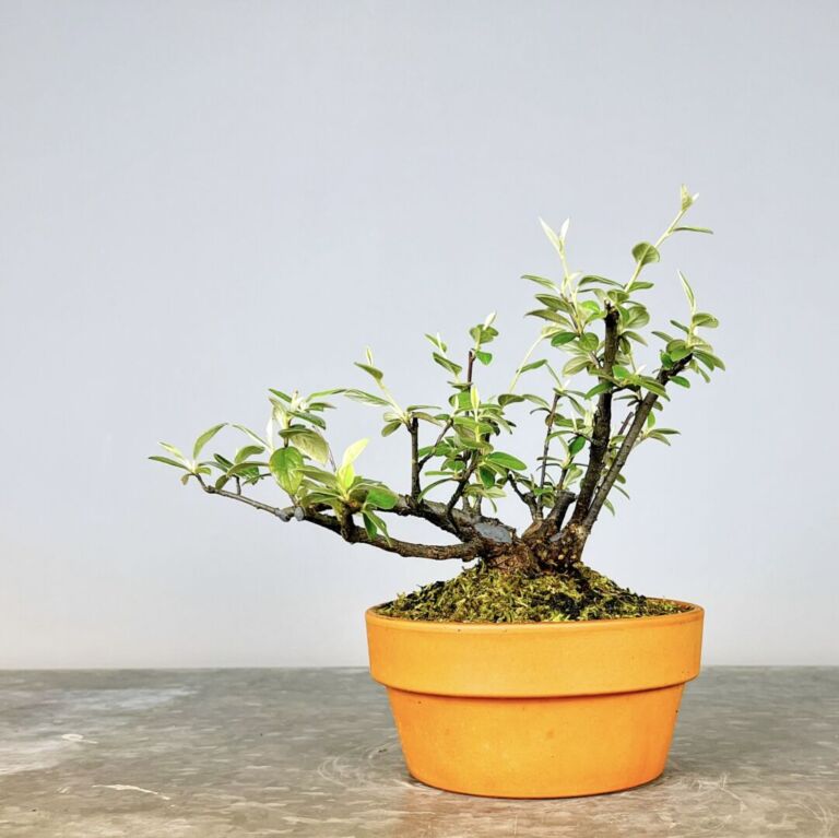 Pré-Bonsai Cotoneaster Franchetti com flores rosa claro e bagas vermelhas