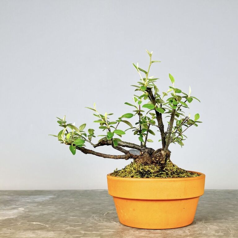 Pré-Bonsai Cotoneaster Franchetti com flores rosa claro e bagas vermelhas