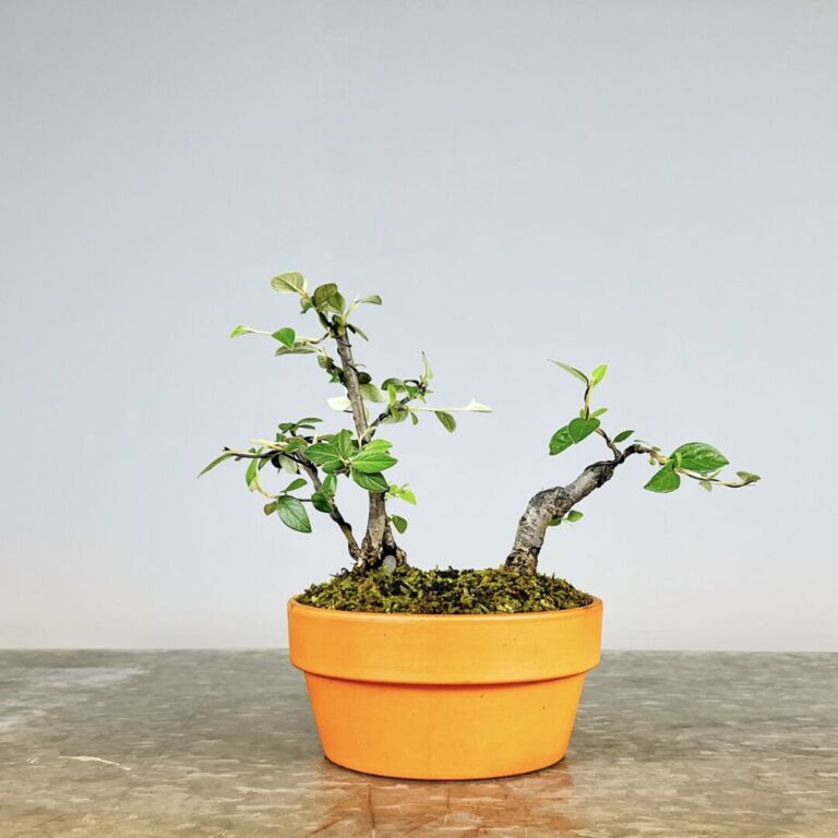 Pré-Bonsai Cotoneaster Franchetti com flores rosa claro e bagas vermelhas