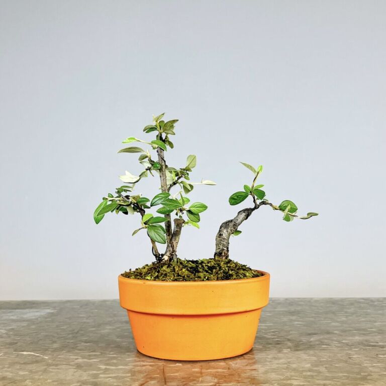 Pré-Bonsai Cotoneaster Franchetti com flores rosa claro e bagas vermelhas