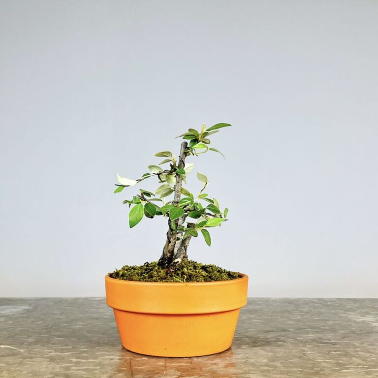 Pré-Bonsai Cotoneaster Franchetti com flores rosa claro e bagas vermelhas