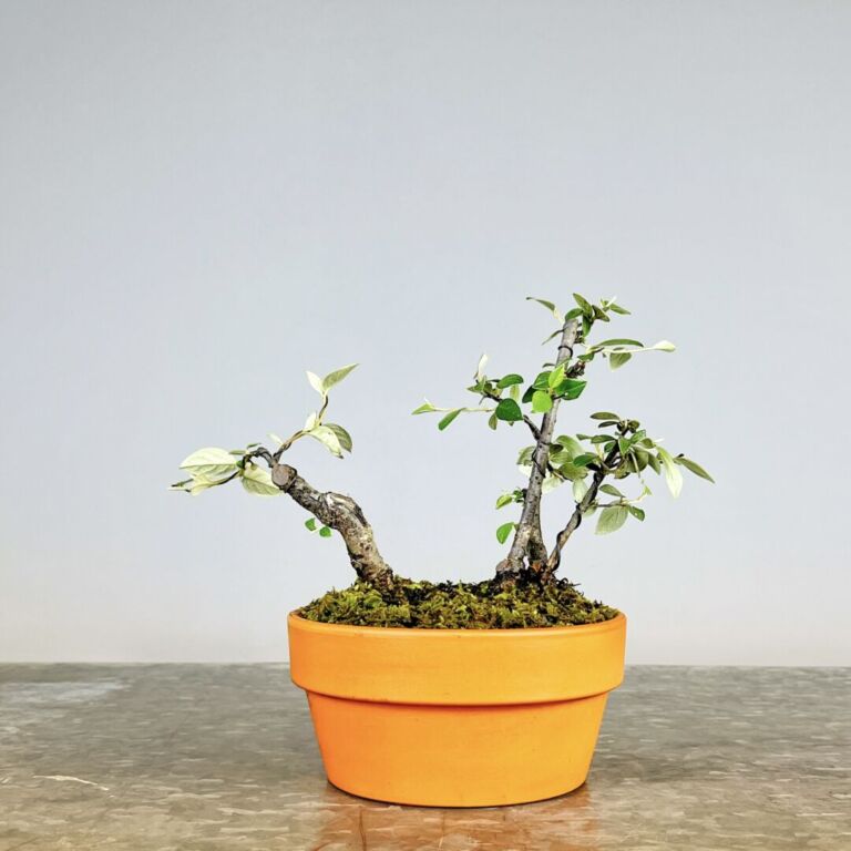 Pré-Bonsai Cotoneaster Franchetti com flores rosa claro e bagas vermelhas