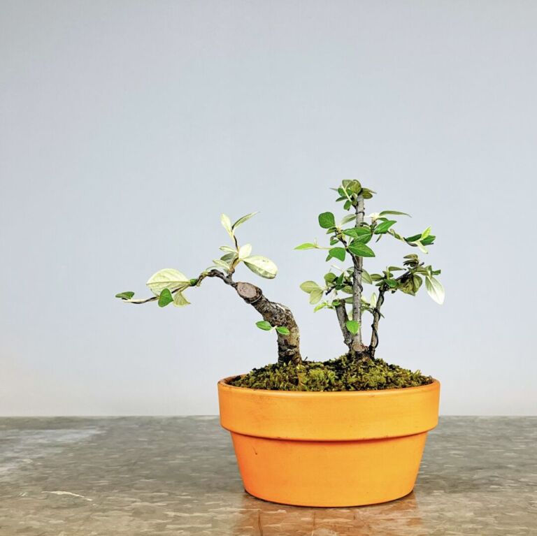 Pré-Bonsai Cotoneaster Franchetti com flores rosa claro e bagas vermelhas