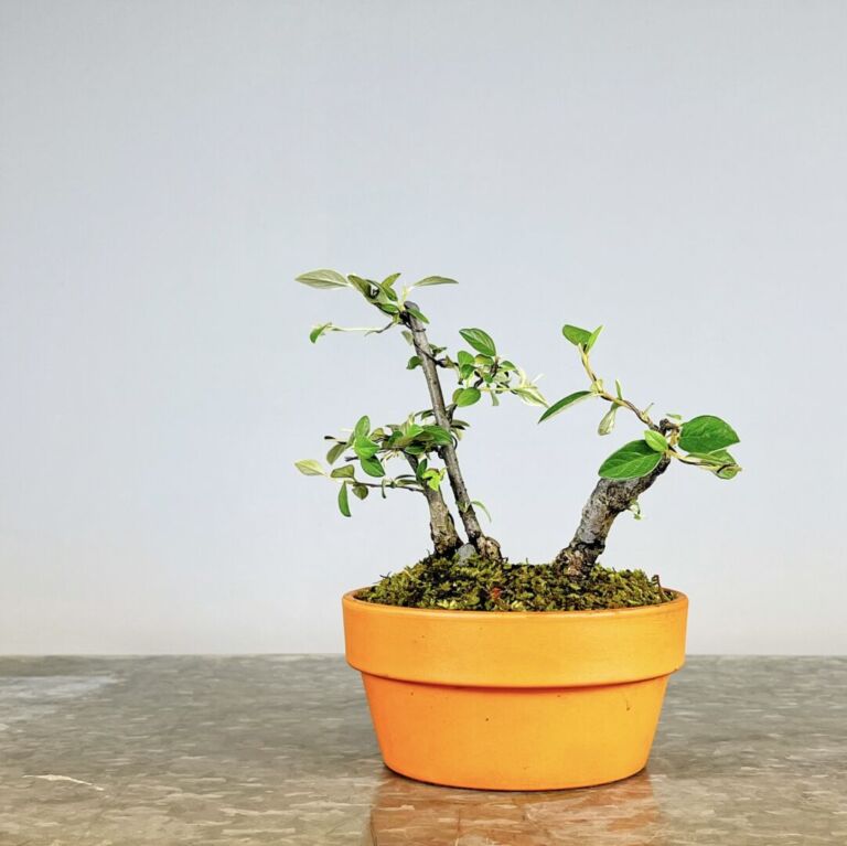 Pré-Bonsai Cotoneaster Franchetti com flores rosa claro e bagas vermelhas